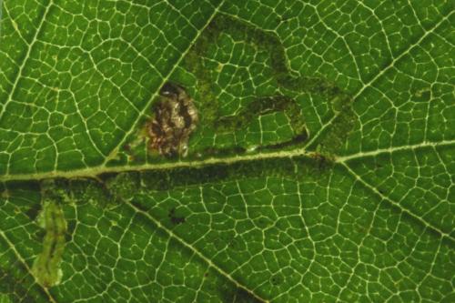 Stigmella continuella